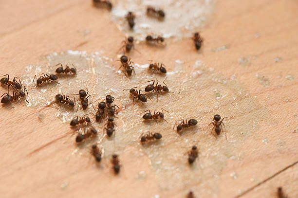 Best Pest Inspection Near Me  in Sudan, TX
